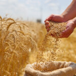 National Wheat Policy 2025-26 approved, announcement to provide profitable prices to farmers