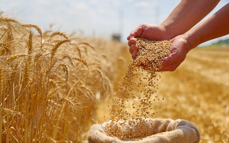 قومی گندم پالیسی 2025-26 منظور، کسانوں کو منافع بخش قیمت دینے کا اعلان