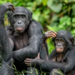چمپینزی کی ذہانت پر نیا انکشاف انسانوں جیسی سوچ رکھنے کی تصدیق