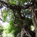 چین میں 416 برس پرانی انگور کی بیل دریافت، دنیا کی قدیم ترین بیل قرار