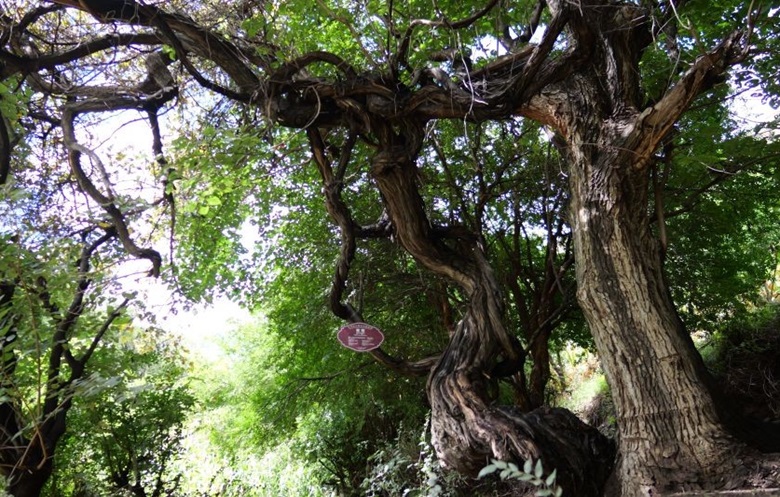 چین میں 416 برس پرانی انگور کی بیل دریافت، دنیا کی قدیم ترین بیل قرار