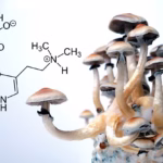 ’جادوئی مشروم‘ میں موجود مرکب کس دماغی بیماری کا علاج کر سکتا ہے؟