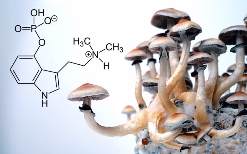 ’جادوئی مشروم‘ میں موجود مرکب کس دماغی بیماری کا علاج کر سکتا ہے؟