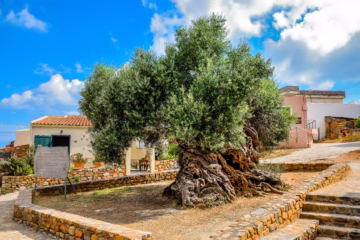 قدیم زیتون کا درخت حضرت عیسٰیؑ کے زمانے سے زندہ